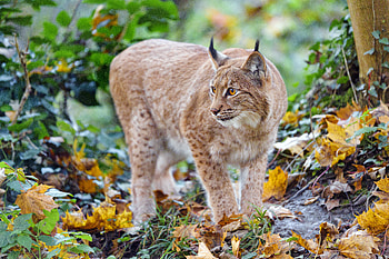 Animals, Iris, Brown, Predator, Big Cat, Wild HD wallpaper