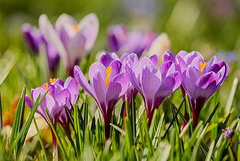 Crocus, spring, blossom, grass, close up HD wallpaper