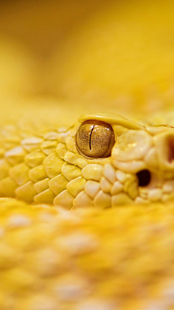Yellow-eyed rattlesnake, Albino snake , Reptilian rarity, Nature's peculiarity HD phone wallpaper