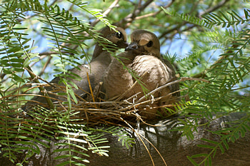 Baby Doves, 2 baby doves, nest, tree HD wallpaper