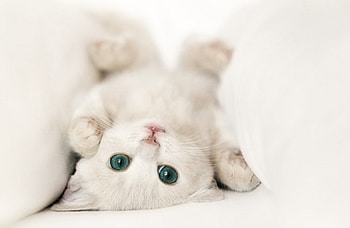 Animals, Cats HD wallpaper