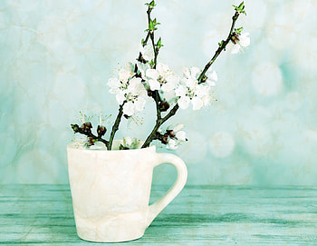 Spring Flowers, softness, flowers, cup, vintage, blossom HD wallpaper