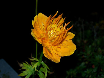 orange yellow flower, orange, yellow, flower HD wallpaper