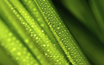 Water Drops on Leaves, drops, nature, leaf, water HD wallpaper