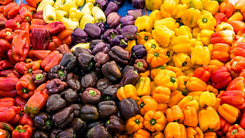 Bell pepper variety, Colorful pot display, Kitchen garden inspiration, Fresh and vibrant HD wallpaper