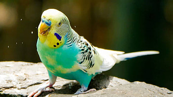 Closeup View Of Blue Yellow Budgerigar Bird Is Standing On Rock Birds HD wallpaper
