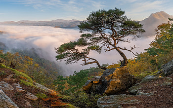 Morning Fog, fog, morning, valley, tree HD wallpaper