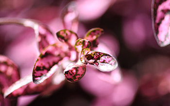 Flower, Plant, Macro, Petals HD wallpaper
