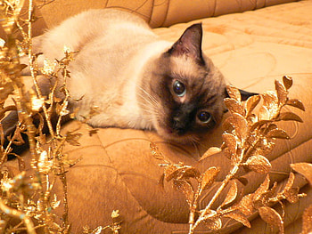 Lazy siamese cat, siamese, lazy, cat, kitty HD wallpaper