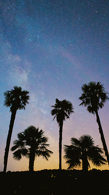Nature, Trees, Stars, Palms, Starry Sky HD phone wallpaper