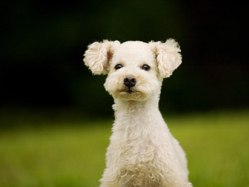 Small white dog in grass, dog, puppy, grass, white HD wallpaper