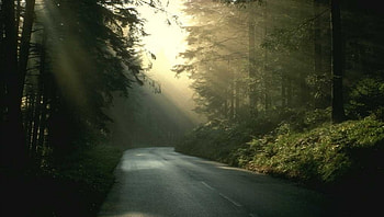 Rays of the Summer, rays, rays of light, , green, , nature, sun, forest, harmony HD wallpaper