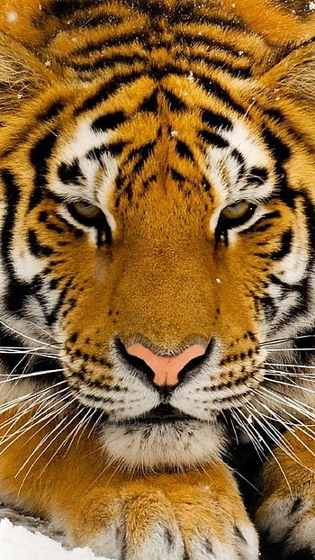 Tiger , Tiger Face HD phone wallpaper