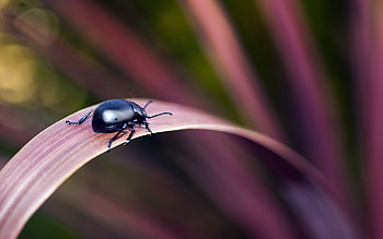 Beetle (Animals), Beetle computer background, Beetle , for computer HD wallpaper