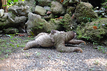 Animals, Young, Stroll, Joey, Sloth HD wallpaper
