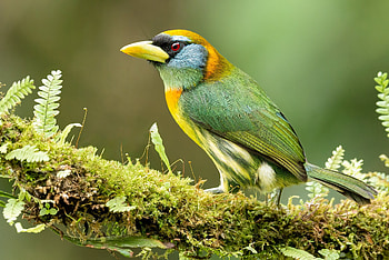 Female Red-headed Barbet (Eubucco bourcierii), Animal, Barbet HD wallpaper