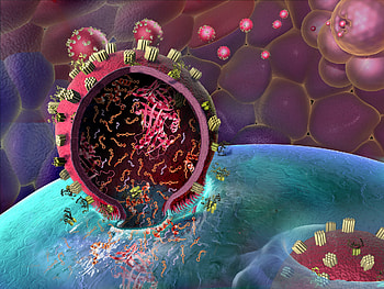 Cell biology, Detailed , Zoological study, Science-themed HD wallpaper