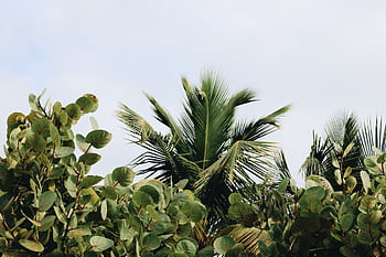 Vibrant green palm leaves sway gently against a clear blue sky, capturing a tropical essence. HD wallpaper