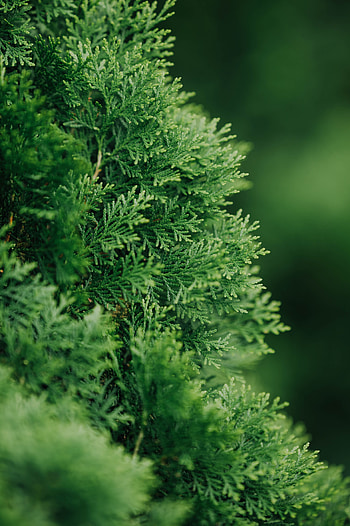 Plant, Macro, Needles, Thuja HD phone wallpaper