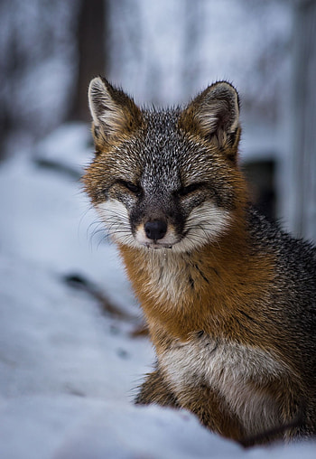 Gray Fox, Snow-covered environment, Fox species in winter, Arctic wilderness inhabitant HD phone wallpaper