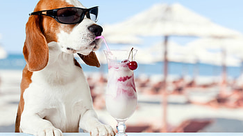 Cocktail, Beagles HD wallpaper