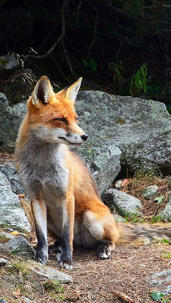 Fox in the background, Natural beauty, Artistic , Animal HD phone wallpaper