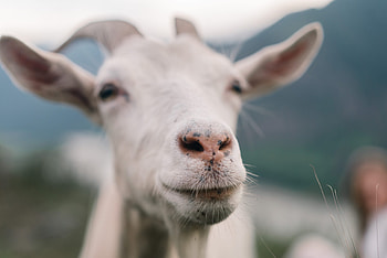 Common goat illnesses, Health issues in goats, Nose problems in goats, Goat health care HD wallpaper