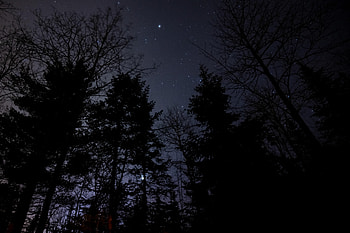 Nature, Night, Forest, Starry Sky HD wallpaper