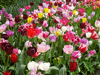 Mixed flowers in Keukenhof Gardens, pink, bouquet, tulips, pretty HD wallpaper