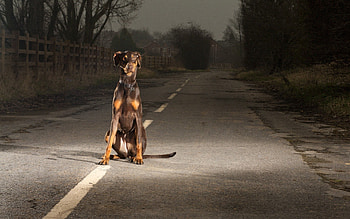 Animals, Night, Sit, Road, Dog, Evening HD wallpaper