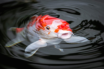 Fischgut Primus Koi, Karpfen kaufen online, Shop reliable, High-quality fish HD wallpaper