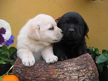 Puppies in love, animal, dog, puppy, love, couple HD wallpaper