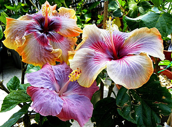 Flowers, Leaves, Bloom, Flowering, Stamens, Hibiscus HD wallpaper