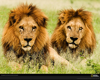 Male lions, animal, wildlife, big cat, jungle, lion, wild, male HD wallpaper