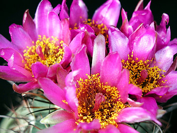 Cactus Flowers, pink, bloom, cactus, flower HD wallpaper