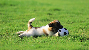Animals, Grass, Dog, Toy, Ball, Playful, Puppy HD wallpaper