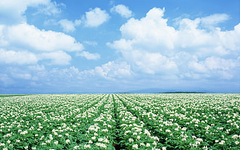 Field of flowers Japan, nature, field, japan, flower HD wallpaper