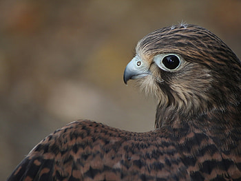 Animals, Birds HD wallpaper
