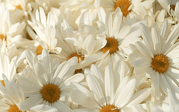 Plants, Flowers, Camomile HD wallpaper