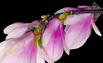 Magnolia bloom, Nature's spectacle, Vibrant colors, Springtime beauty HD wallpaper