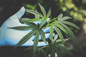 A hand in gloves holds fresh cannabis leaves outdoors, highlighting natural growth. HD wallpaper