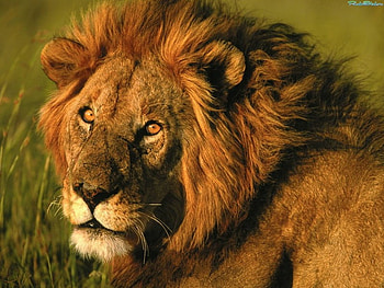Wildlion, animal, wild, lion, wildlife HD wallpaper