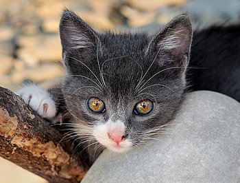 cute kitty, cats, cute, kitty, animals HD wallpaper