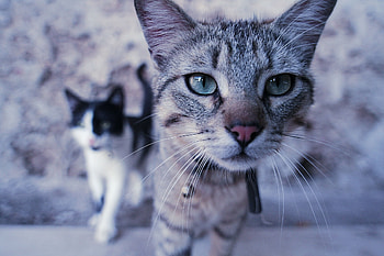 Animals, Cats, Couple, Pair, Muzzle, Curiosity HD wallpaper