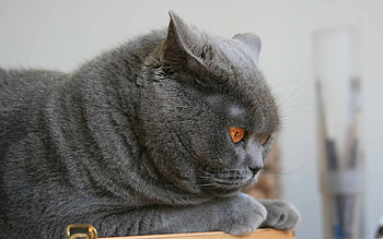 Blue, Scottish Folds HD wallpaper