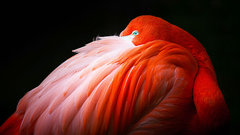 Apple Pro Display XDR HD wallpaper