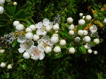 Hawthorn Tree Nature, February 10, Hawthorn Reddirttown HD wallpaper