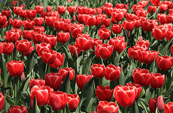 Spring, Flowers, Tulips, Flower Bed, Flowerbed, Disbanded, Loose HD wallpaper