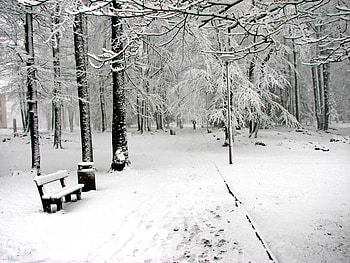 winter park, bench, white, snow, trees, park HD wallpaper