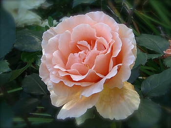 Rose Apricot Just Joey, joey, apricot, spring, bloom, just, rose, delicate, pretty, flower HD wallpaper